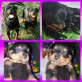 Rottweiler Welpen - Rüde