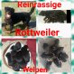 Rottweiler Welpen - Rüde