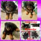 Rottweiler Welpen - Rüde