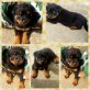 Rottweiler Welpen - Rüde
