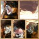 Rottweiler Welpen - Rüde