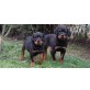 Rottweiler Welpen - Rüde