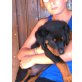 Rottweiler Welpen - Rüde
