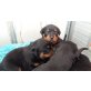 Rottweiler Welpen - Rüde