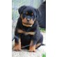 Rottweiler Welpen - Rüde