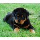 Rottweiler Welpen - Rüde