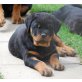 Rottweiler Welpen - Rüde