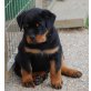 Rottweiler Welpen - Rüde