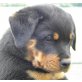 Rottweiler Welpen - Rüde