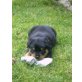 Rottweiler Welpen - Rüde