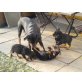 Rottweiler Welpen - Rüde