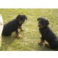 Rottweiler Welpen - Rüde