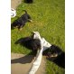 Rottweiler Welpen - Rüde