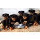 Rottweiler Welpen suchen ein neues zuhause, Rottweiler - Hündin