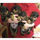Rottweiler Welpen verfügbar, Rottweiler - Hündin
