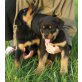 Rottweiler Welpen vom Flammenberg, Rottweiler Welpen - Rüde