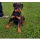 Rottweiler Welpen vom Flammenberg, Rottweiler Welpen - Rüde