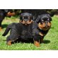 Rottweiler Welpen zu verkaufen, Rottweiler - Rüde