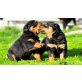 *Rottweiler Welpen zu verkaufen*, Rottweiler - Rüde