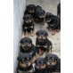 Rottweiler Welpen zu verkaufen, Rottweiler - Rüde