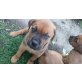 Rottweiler und Bourdaux Dogge - Rüde