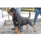 Rottweiler v.Alpenland, Rottweiler Welpen - Rüde
