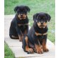 Rottweiler v.Schloß Bertholdstein,Hündin, Rottweiler Welpen - Hündin