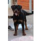 Rottweiler vom Alpenland, Rottweiler - Hündin
