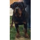 Rottweiler vom Flammenberg, Rottweiler - Hündin