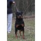 Rottweiler vom Flammenberg, Rottweiler - Hündin