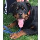 Rottweiler vom Flammenberg, Rottweiler - Hündin