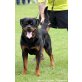 Rottweiler vom Flammenberg, Rottweiler Welpen - Hündin