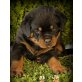 Rottweiler vom Flammenberg, Rottweiler Welpen - Rüde