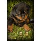Rottweiler vom Flammenberg, Rottweiler Welpen - Rüde