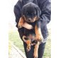 Rottweiler vom Flammenberg Rüde, Rottweiler Welpen - Rüde