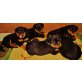 Rottweiler vom Fuße der Dolomiten, Rottweiler - Hündin