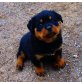 Rottweiler vom Fuße der Dolomiten, Rottweiler - Rüde