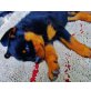 Rottweiler vom Fuße der Dolomiten, Rottweiler Welpen - Hündin