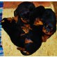 Rottweiler vom Fuße der Dolomiten, Rottweiler Welpen - Hündin