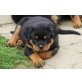 Rottweiler vom Schloß Bertholdstein,Hündin!, Rottweiler Welpen - Hündin