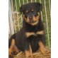 Rottweiler von der Schlossallee, Rottweiler Welpen - Hündin