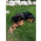 Rottweiler von der Tiefenhöhle, Rottweiler Welpen - Rüde