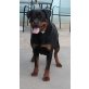 Rottweilerhündin, Rottweiler - Hündin