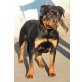 Rottweilerhündin, Rottweiler - Hündin