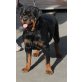 Rottweilerhündin, Rottweiler - Hündin