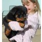 Rottweilerhündinnen, Rottweiler Welpen - Hündin