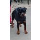 Rottweilerrüde, Rottweiler - Rüde