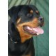 Rottweilerrüde, Rottweiler - Rüde