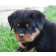Rottweilerwelpen Hündin, Rottweiler Welpen - Hündin