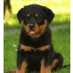 Rottweilerwelpen, Rottweiler Welpen - Rüde